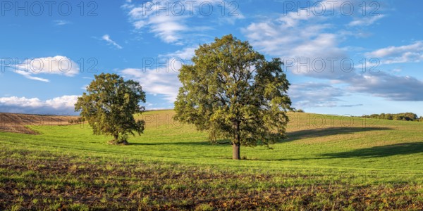 Green field with solitary oaks under a blue sky with clouds in autumn, Burgenlandkreis, Saxony-Anhalt, Germany, Europe