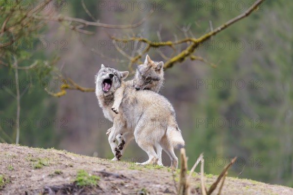 Two grey wolves (Canis lupus lupus) playing on a hill and showing social behaviour