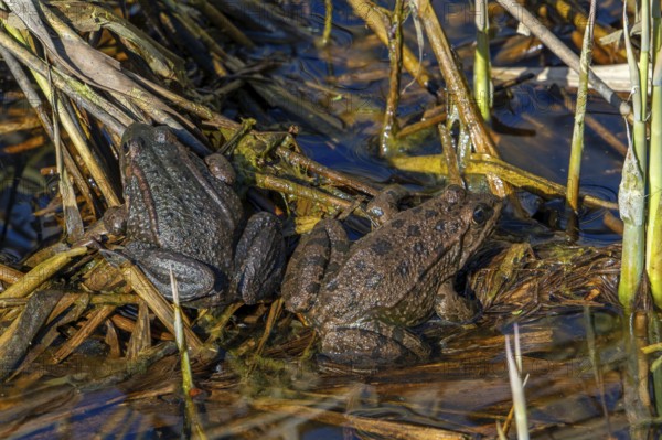 Water frog (Pelophylax sp.) couple sunning among reeds in reed bed in wetland, marshland in spring