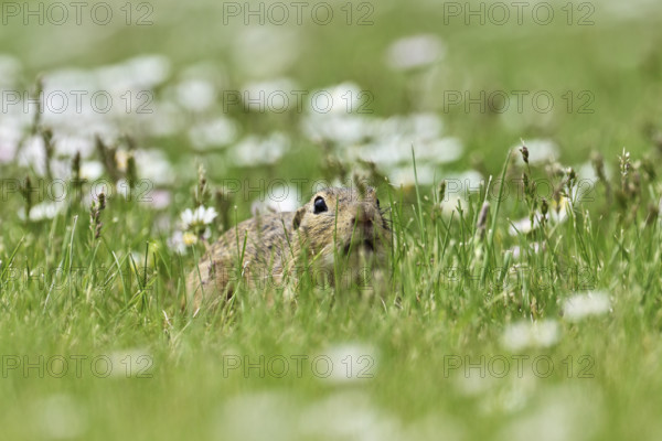 European ground squirrel (Spermophilus citellus), sitting in meadow, Lake Neusiedl National Park, Seewinkel, Burgenland, Austria, Europe