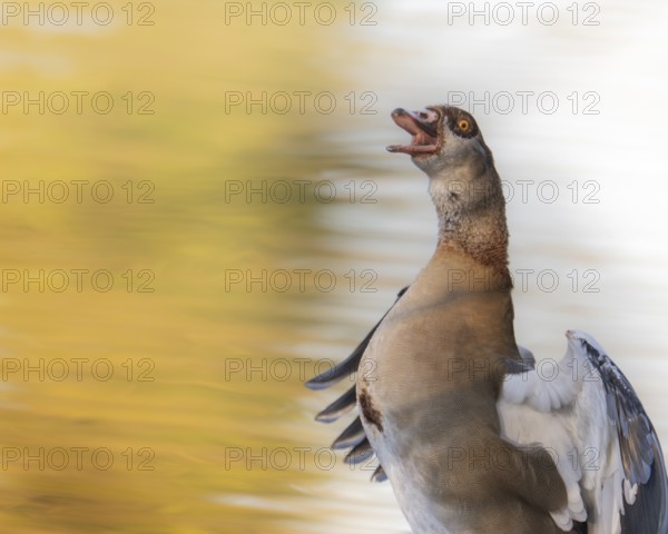 Egyptian goose (Alopochen aegyptiaca) bleating, flapping its wings, profile view, Ümminger See, Bochum, North Rhine-Westphalia, Germany, Europe