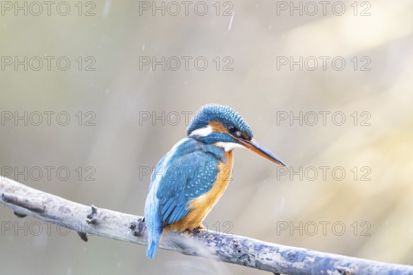 Kingfisher (Alcedo atthis) wbl Germany