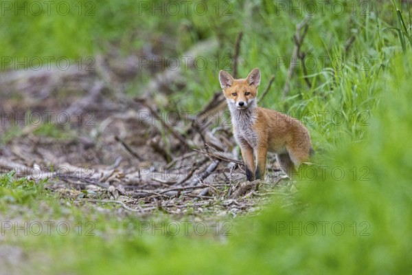 Fox (Vulpes vulpes) puppy Germany