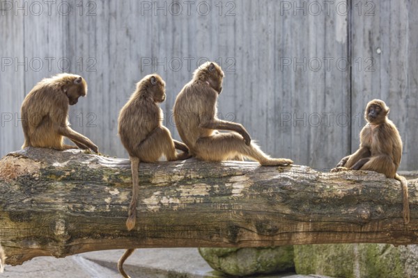 Djelada, blood-breasted baboon (Theropithecus gelada) at Wilhelma. Stuttgart Zoological and Botanical Garden, Baden-Württemberg, Germany, Europe