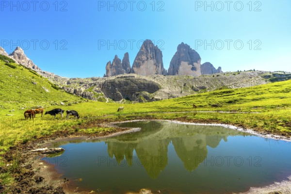 Cows grazing in a green meadow reflect the majestic tre cime di lavaredo in a serene lake, creating a picturesque summer landscape