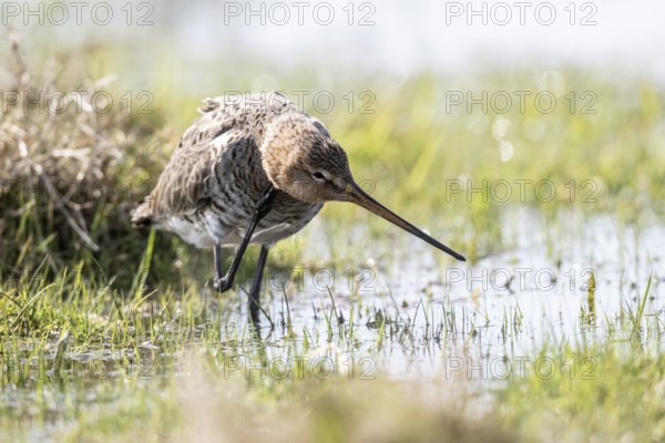 Black-tailed godwit (Limosa limosa), Lower Saxony, Germany, Europe