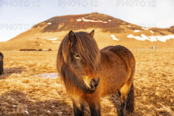 Beautiful brown horses in the cold winter in Iceland. Portrait looking at camera
