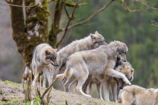A pack of grey wolves (Canis lupus lupus) playing on a hill and showing social behaviour