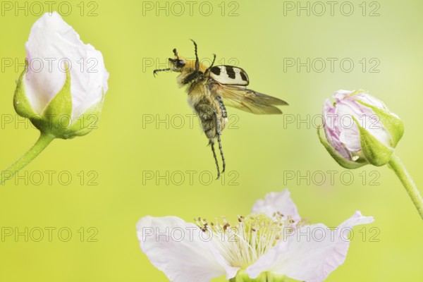 Bee beetle (Trichius gallicus) in flight on the blossoms of a pear tree