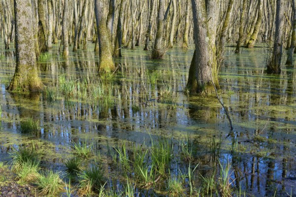 Tree trunks in a green, swampy alluvial forest, alders, spring, nature reserve Rote Lache by Wolfgang, Wolfgang, Hanau, Hesse, Germany, Europe