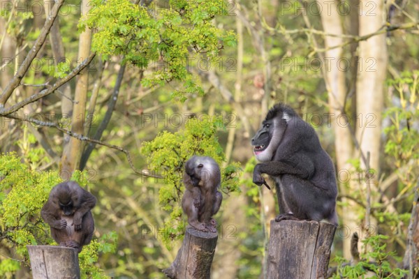 Three Drills (Mandrillus leucophaeus), a male and two females, sit high up on the three stumps of a cut tree and enjoy the early sunlight. A green forest can be seen in the background