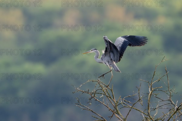 Grey heron (Ardea cinerea), Vulkaneifel, Rhineland-Palatinate, Germany, Europe