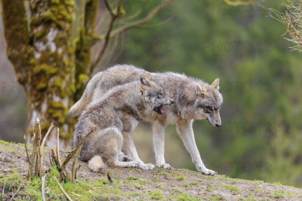 Two grey wolves (Canis lupus lupus) on a hill, one standing, one sitting