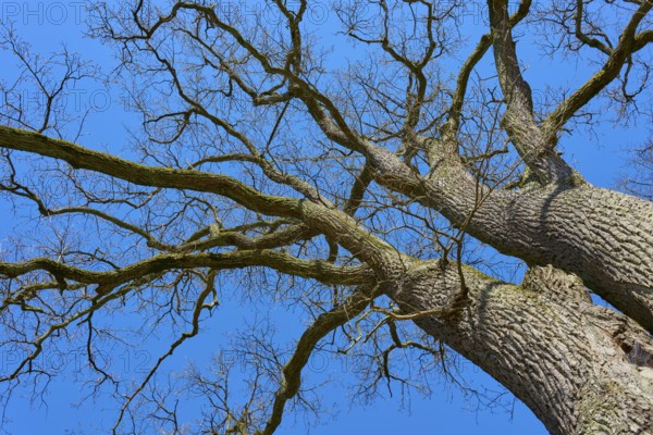 View from below of branched treetop against blue sky, through bare branches, oak tree, Hanau, Hesse, Germany, Europe