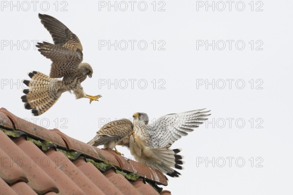 Two kestrels i (Falco tinnunculus) in a dynamic interaction above a roof, territorial dispute, Hesse, Germany, Europe
