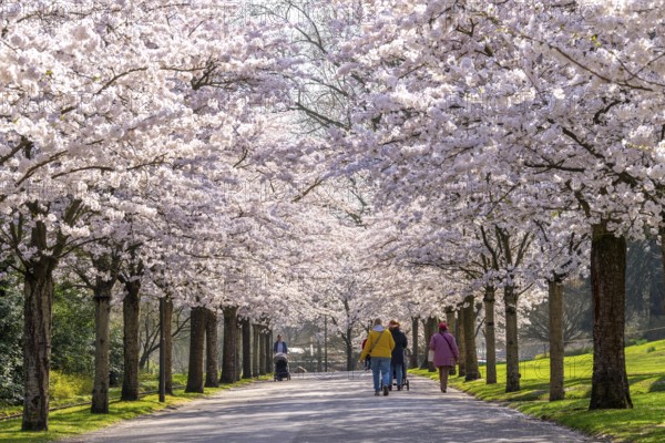 Cherry avenue, ornamental cherry blossom in Grugapark in Essen, Japanese May cherries, Prunus x yedoensis, visitor highlight in spring, many people come to take photos and selfies on the avenue Blossom time, depending on the weather mid-March, Essen, North Rhine-Westphalia, Germany North Rhine-Westphalia, Germany, Europe