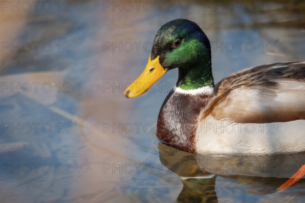 Close-up of a male mallard (Anas platyrhynchos) in the water with bright green feathers, Ternitz Lower Austria, Austria, Europe