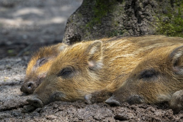 Three wild boar (Sus scrofa) piglets, juveniles sleeping in the mud in spring