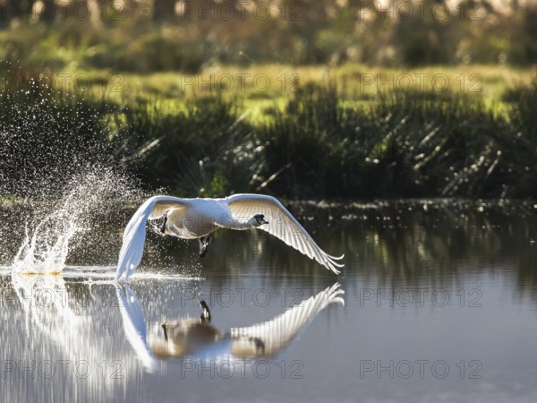 Mute Swan (Cygnus olor) in flight over marshes in winter