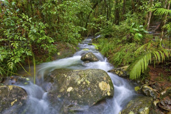 River course, water, stream, river, movement, flowing, jungle, rainforest, tropical, tropical forest, tropical, climate, in the Daintree National Park