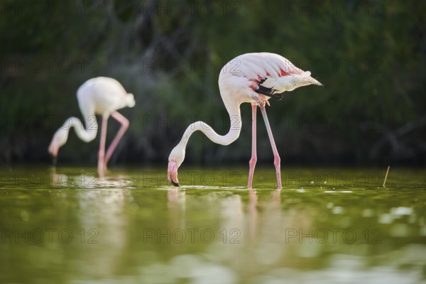 Greater Flamingo (Phoenicopterus roseus) walking in the water, Parc Naturel Regional de Camargue, France, Europe