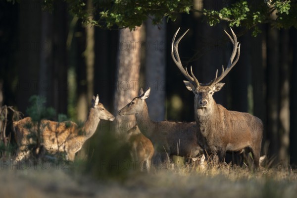 Red deer (Cervus elaphus) and red deer standing at the edge of the forest, captive, Germany, Europe