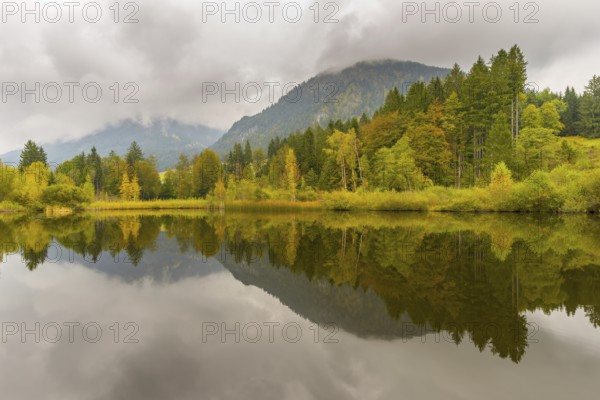 Marsh pond near Oberstdorf, Oberallgäu, Allgäu, Bavaria, Germany, Europe