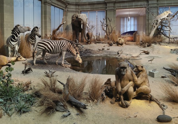 Lichthof Museum Koenig, central diorama African savannah, Station Weg der Demokratie, Bonn, North Rhine-Westphalia, Germany, Europe