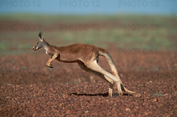 Red red kangaroo (Macropus rufus), Stuart National Park, Page, Australia, Oceania