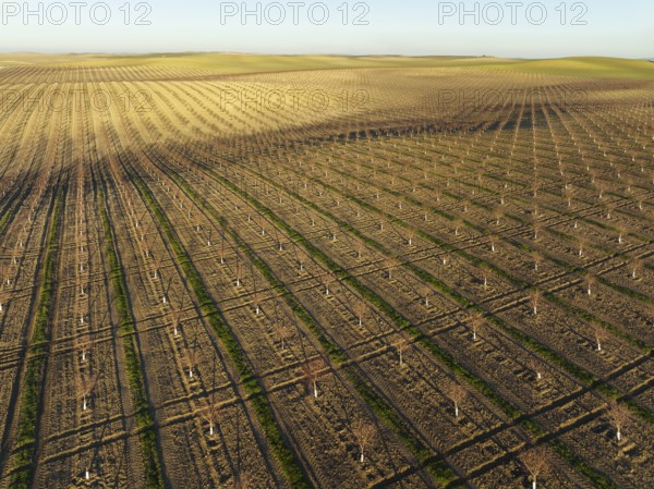 Cultivated young Almond Trees (Prunus dulcis) in the Campiña Cordobesa, the fertile rural area south of the town of Córdoba, aerial view, drone shot, Córdoba province, Andalusia, Spain, Europe