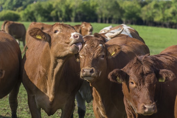 Buntscheck cows on pasture, Franconia, Bavaria, Germany, Europe