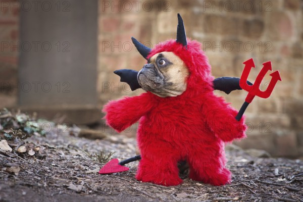 French Bulldog dog with red devil costume wearing a fluffy full body suit with fake arms holding pitchfork, with devil tail, horns and black bat wings standing in front of blurry wall