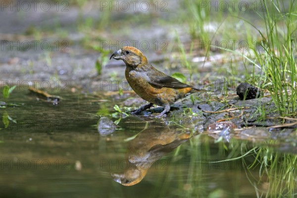 Red crossbill, common crossbill (Loxia curvirostra) male drinking water from pond, rivulet