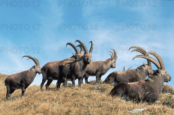 Alpine Ibex (Capra ibex), males, Switzerland, alps, side, Europe