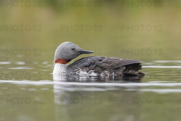 Red-throated diver (Gavia stellata) in the water, Central Sweden, Sweden, Europe