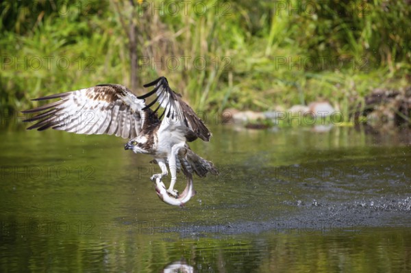 Western osprey (Pandion haliaetus) fishing, Finland, Europe