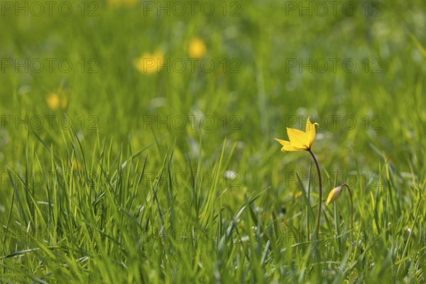 Wild tulips (Tulipa sylvestris) in flower, Saxony, Germany, Europe