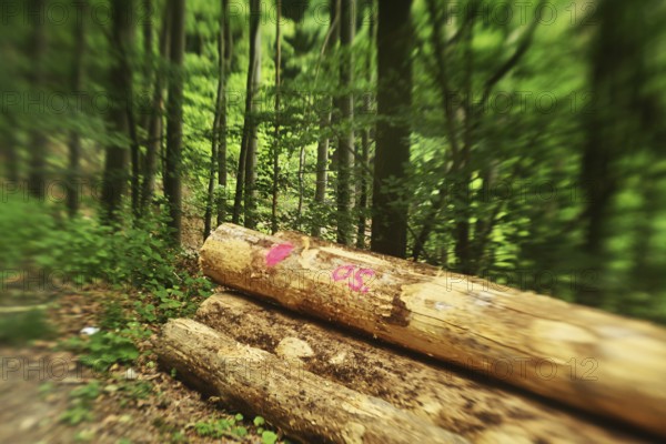 Forest damage in the Sauerland region has caused about 40 % of the spruce stand, especially in monocultures. The picture shows forest damage in May 2020, Germany, Europe