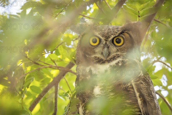 The yellow eyed great horned owl resting in the tree