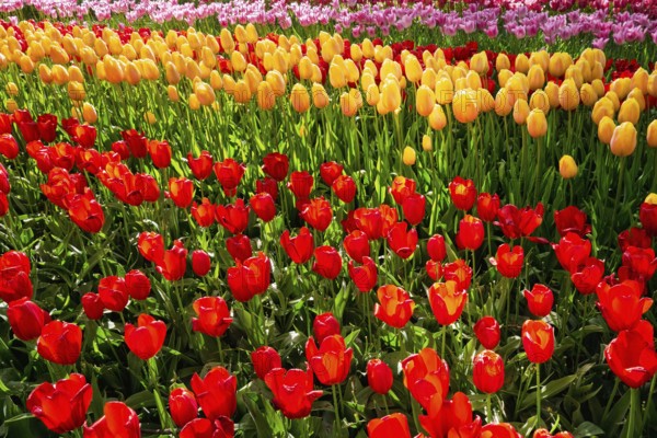 Blooming tulips flowerbed in Keukenhof flower garden, also known as the Garden of Europe, one of the world largest flower gardens and popular tourist attraction. Lisse, the Netherlands