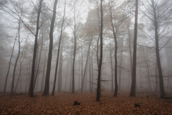 Trees in the forest in the fog, autumn forest, Baden-Württemberg, Germany, Europe