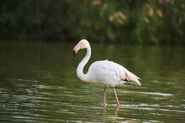 Greater Flamingo (Phoenicopterus roseus) walking in the water, Parc Naturel Regional de Camargue, France, Europe