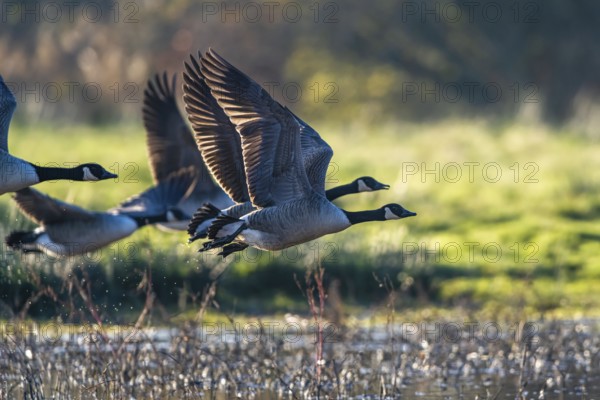Canada Goose (Branta canadensis) birds in flight over Marshes at winter time