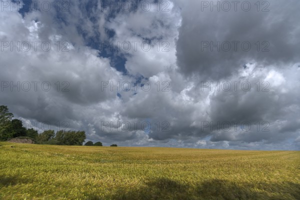 Wheat (Triticum aestivum), cloudy sky, Mecklenburg-Western Pomerania, Detschland