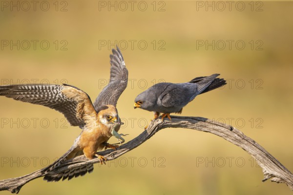 Red-footed falcon (Falco vesperetinus) Male handing over a captured lizard to female, Hungary, Europe