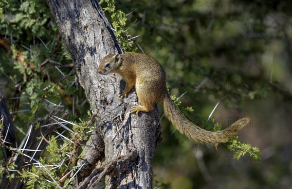 Smith's bush squirrel (Paraxerus cepapi), on tree trunk, Kruger National Park, Limpopo Province, South Africa, Africa
