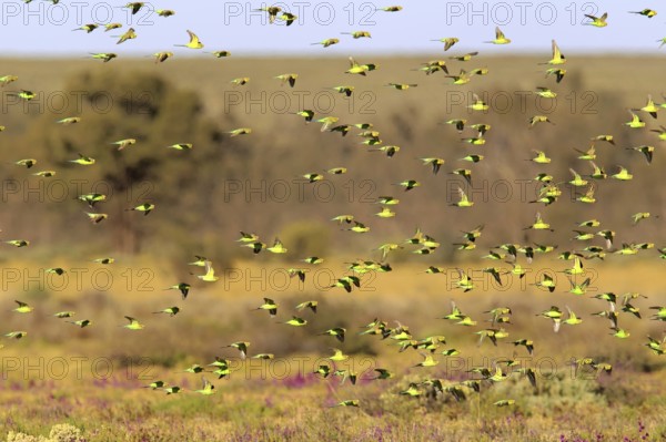 Budgerigars (Melopsittacus undulatus), New South Wales, Australia, Oceania