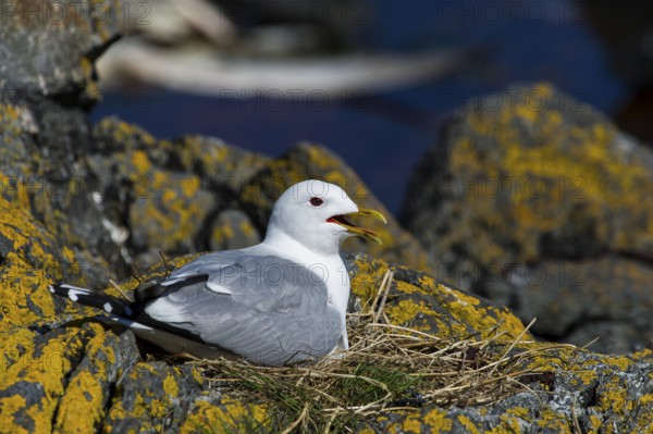 Black-legged Kittiwake (Rissa tridactyla), adult bird sitting in a nest, Runde, Møre og Romsdal, Norway, Europe