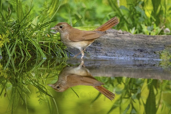 Nightingale (Luscinia megarhynchos) Hungary