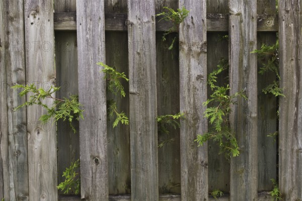 White Cedar (Thuja occidentalis) hedge branches growing through wood plank fence on residential backyard property line in summer, Quebec, Canada, North America